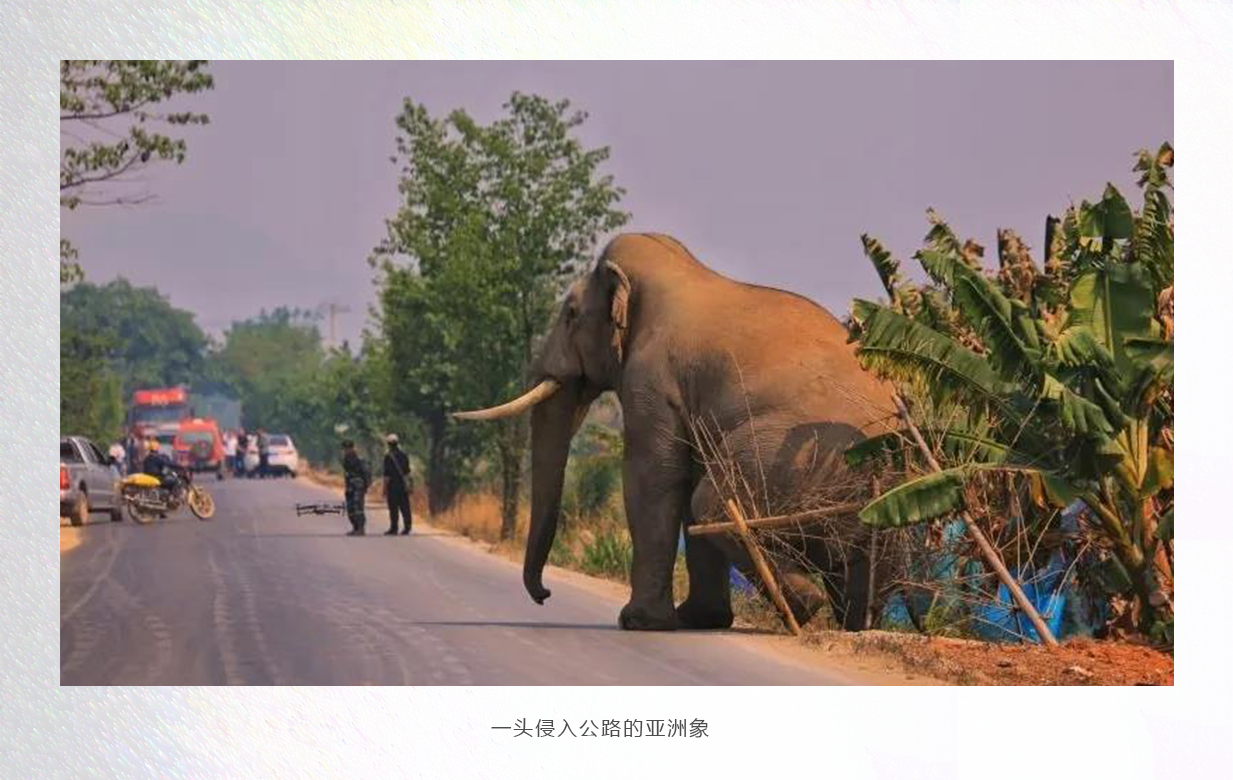 大象4.jpg
