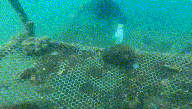 9.gif
