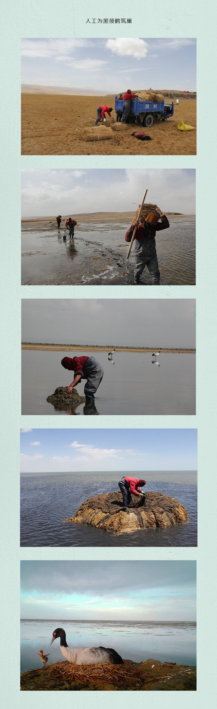 黑颈鹤.jpg