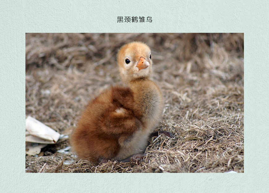 黑颈鹤雏鸟.jpg
