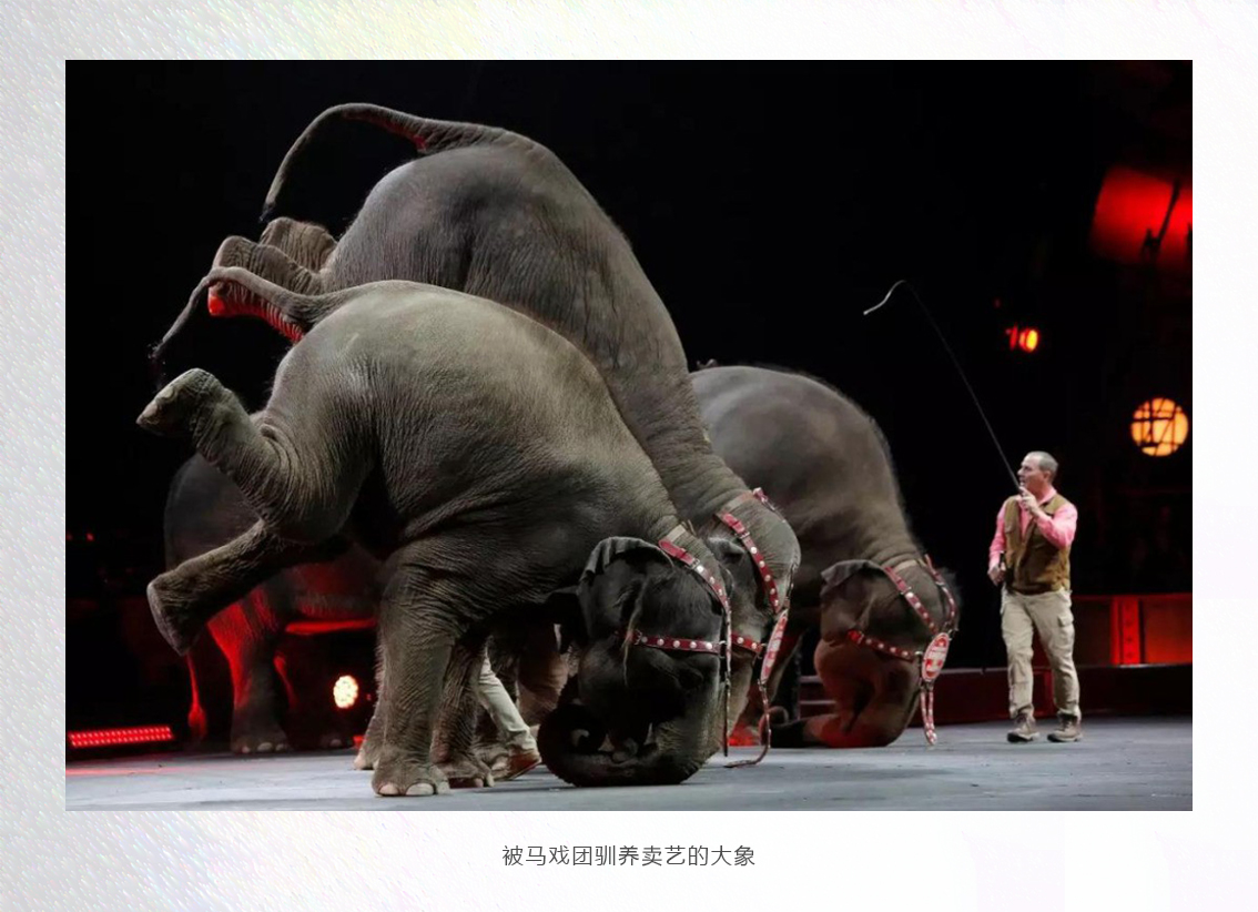 大象6.jpg